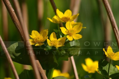 042105-09V Marsh marigold