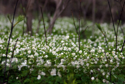 042105-25V False Rue Anenome
