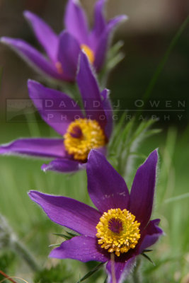 042205-02V Pasque Flower
