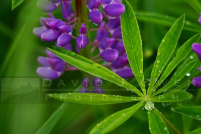 061305-41V.1 Lupine with raindrops