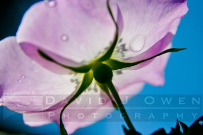 061905-12.1 Wild rose
