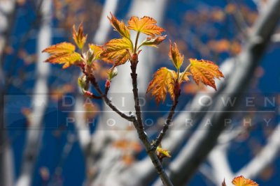 051906-010 Maple leaves