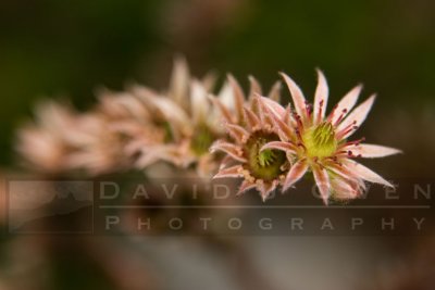 071606-018.1 Sedum sp.