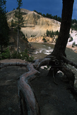 12403 Tree and Yellowstone