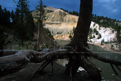 12404  Tree and Yellowstone