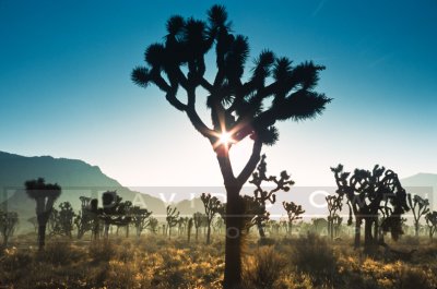 9793 Joshua Tree forest