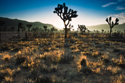 9794 Joshua Tree forest