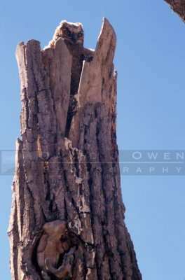 7288 Great-horned owl babies