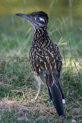 Roadrunners