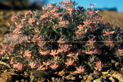 7793 Desert Calico