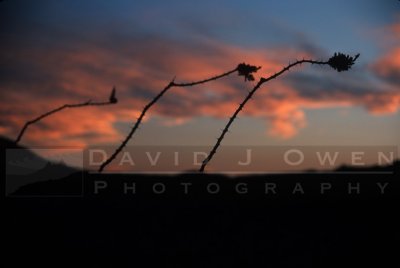 8029 Three Ocotillo blooms