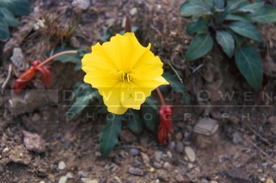 8090 Evening Primrose
