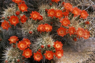 8101 Claret Cup flowers
