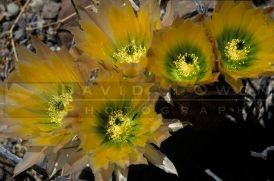 10622 New Mexico Rainbow Cactus
