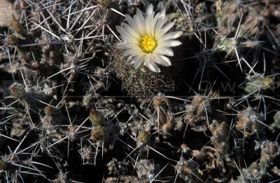 10625 Cactus flower and Dog Cholla