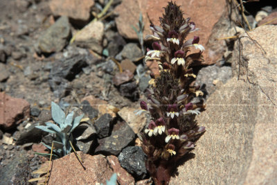 10634 Saprophyte? Lobelia?