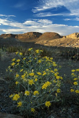 10670 Desert Mentzelia