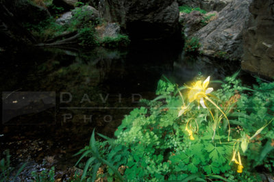 12153 Columbine