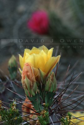 12940 Prickly Pear and Pitaya