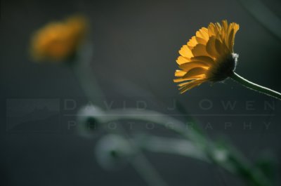 13960 Desert Marigold