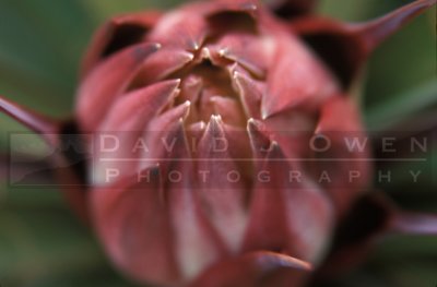 13962VAR Torrey Yucca
