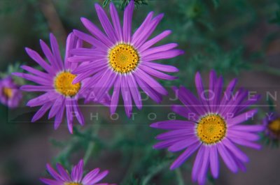 14063V Tansy Aster
