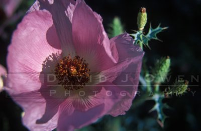 14069V Pink Prickly Poppy