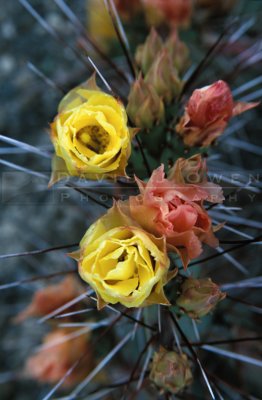 14082 Prickly pear