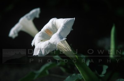 15005 Datura.jpg
