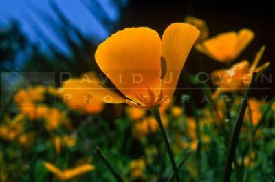 15007 Mexican poppy