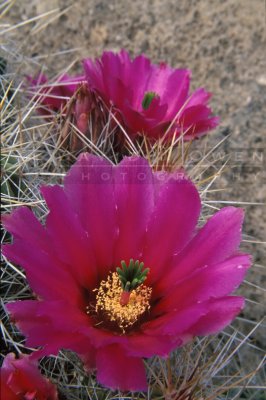 15015 Pitaya