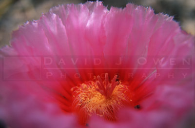 15028 Horse Crippler cactus.jpg