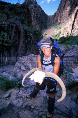 15081V Aoudad Skull