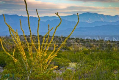 112405-05 Ocotillo and Sierra Rica