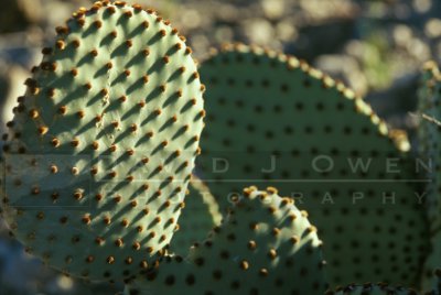 7762 Prickly pear close
