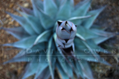 12954 Agave on S. Rim