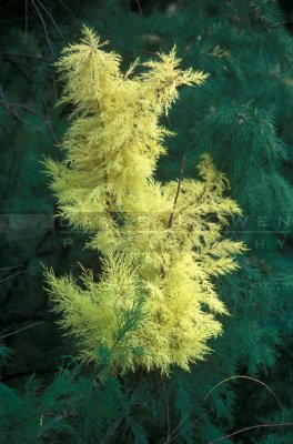 12965 Tamarisk