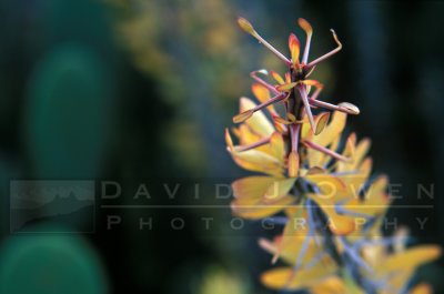 13616 Ocotillo fall colors