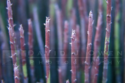 13989 Candelilla