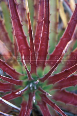 13992 False Agave