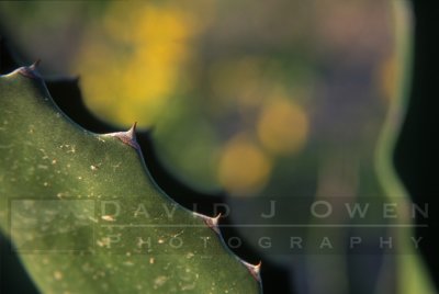 15819V Agave and yellow