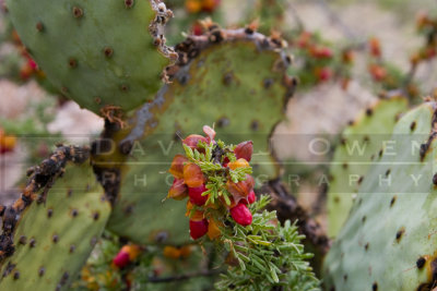 100605-25 Guayacan and Prickly pear