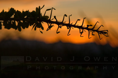 110405-017 Ocotillo sunrise