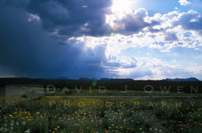 14084V Flowers and clouds