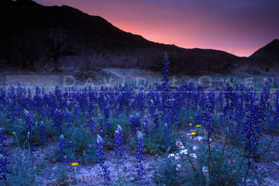 10396 Blue Bonnets at Ledgerock