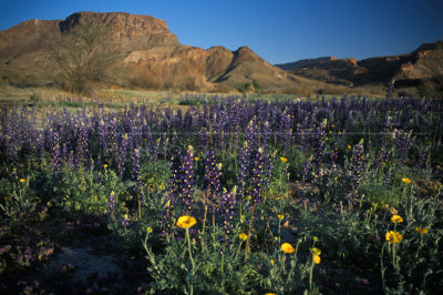 10398 Blue Bonnets at Ledgerock