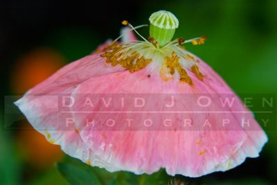 071606-031 Poppy