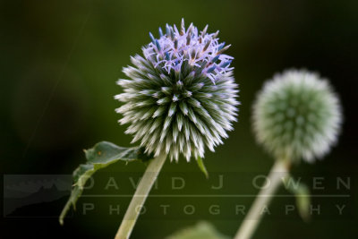 071606-033 Globe Thistle