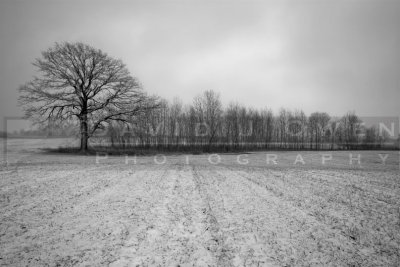 120105-03 Oak