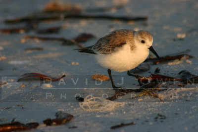 021605-05 Sanderling
